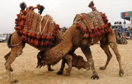 У испанцев - коррида, а в Пакистане бои верблюдов (ВИДЕО)