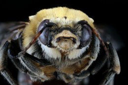 США атакуют пчелы-зомби