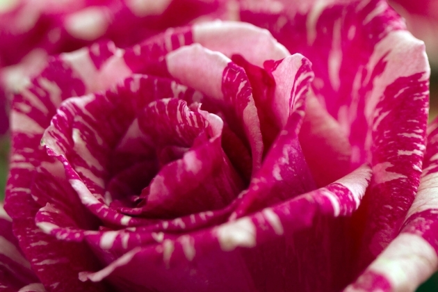 Светящиеся эквадорские розы (ФОТО)