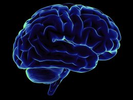 Ученые обнаружили часть мозга, которая отвечает за совесть