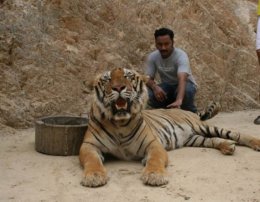 Индусы защищают тигров от собак