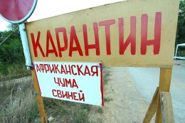 Африканская чума грозит украинской экономике