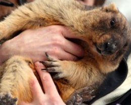 Во Львове на Сретение, 15 февраля, традиционно будут будить сурка-"прорицателя"