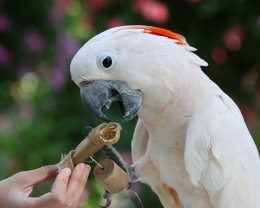 Говорящий попугай назвал убийцу своей хозяйки