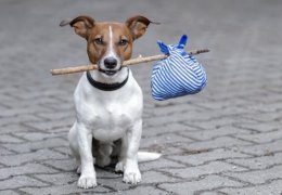 Власти Берлина решили взимать налог c туристов, которые путешествуют с собаками