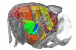Трехмерная визуализация помогла проследить за работой мускулов насекомого (ВИДЕО)