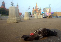 Главный санитарный врач РФ не смог объяснить причину массовой гибели голубей на улицах Москвы
