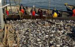 Вместе с Крымом уплыло 2/3 всего украинского вылова рыбы