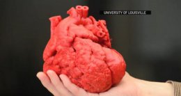 Ученые пытаются напечатать на 3D-принтере человеческое сердце