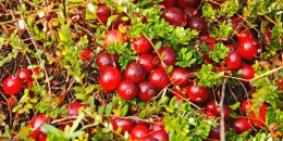 Какие продукты полезны для мозга