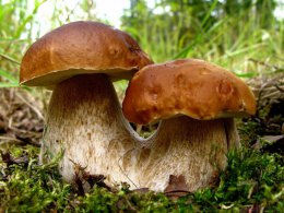 Царство грибов - отдельная цивилизация, живущая на планете по своим законам