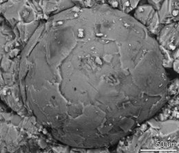 В Китае обнаружили доисторические эмбрионы неизвестных науке животных (ФОТО)