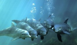 В Черном море впервые пройдут учения американских боевых дельфинов