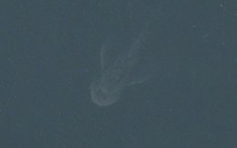 Спутник Apple зафиксировал на поверхности озера Лох-Несс гигантский силуэт (ФОТО)