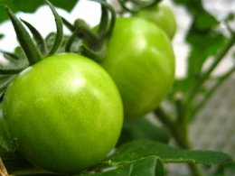 Компоненты, содержащиеся в зеленых помидорах, стимулируют мышечный рост