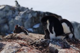 Исследователи впервые обнаружили вирус птичьего гриппа у пингвинов