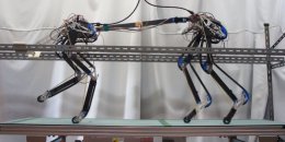 Четвероногий робот от японских ученых (ВИДЕО)