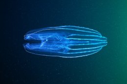 Учёные поставили под сомнение базовые положения теории эволюции