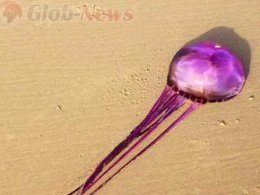 На одном из пляжей Австралии ученые обнаружили необычное существо
