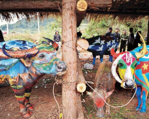 Боди-арт на буйволах в Китае (ФОТО)