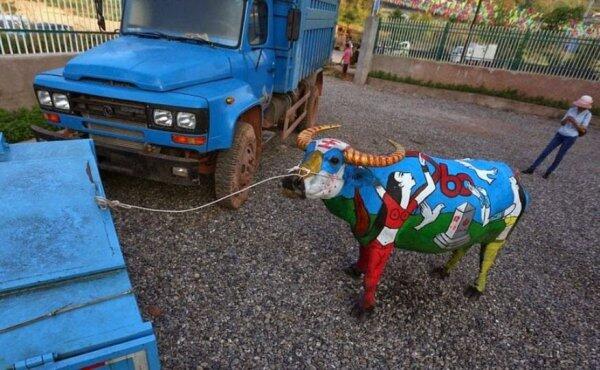 Боди-арт на буйволах в Китае (ФОТО)