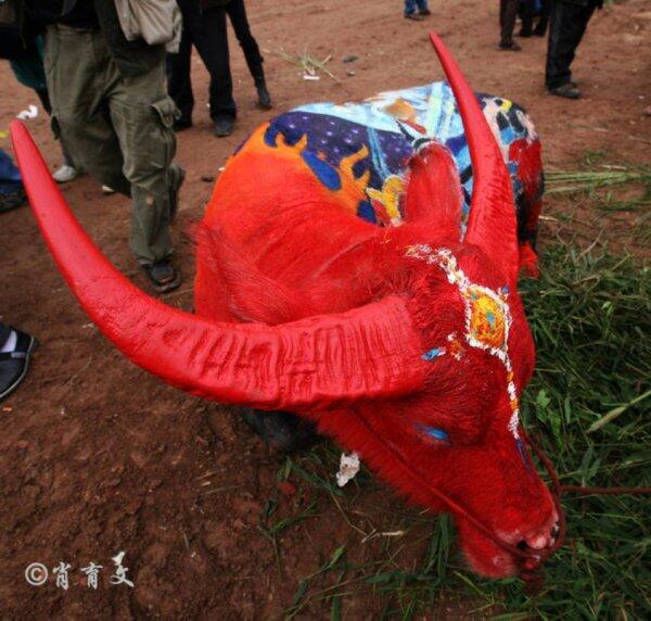 Боди-арт на буйволах в Китае (ФОТО)