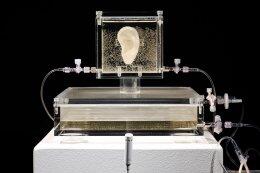 Ученые «воссоздали» ухо Ван Гога из генетического материала его родственника (ВИДЕО)