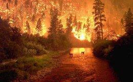 Ученые обнаружили следы лесного пожара, который имел место 66 млн лет назад