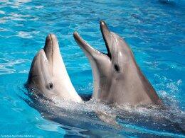 Ученые расшифровали язык дельфинов