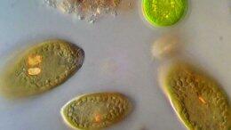 Ученые обнаружили у водорослей способность управлять квантовой когерентностью