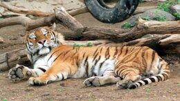 В Киевском зоопарке мужчина прыгнул в вольер с тиграми