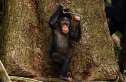 Ученые составили словарь, в котором расшифровали телодвижения обезьян