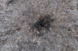 Саперы круглосуточно очищают Донбасс (ФОТО)