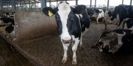 В Украине крымские дельцы массово скупают скот