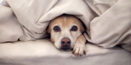Спать в одной кровати с собакой вредно для здоровья