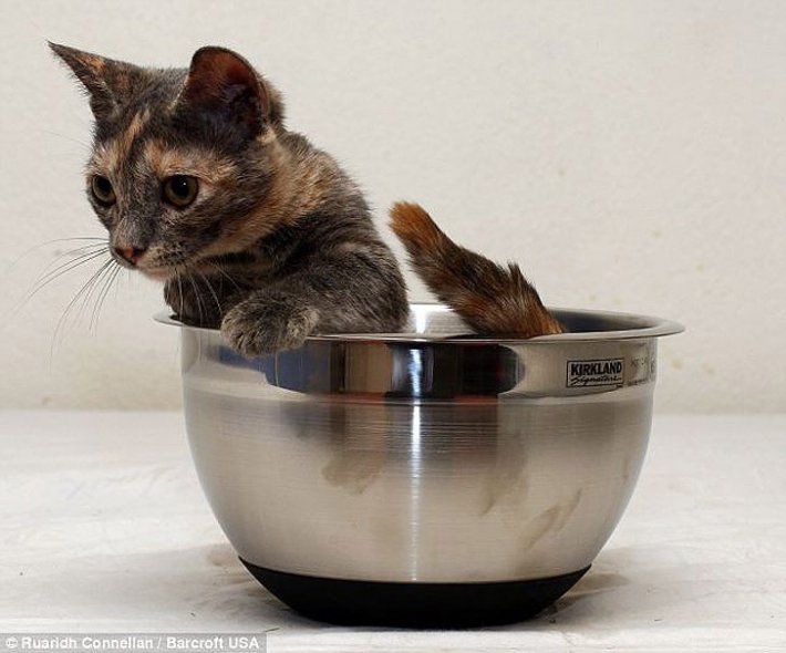 Кошка с самыми короткими лапками в мире (ФОТО)