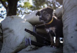 Украинские военные в условиях АТО эффективно противодействуют боевикам