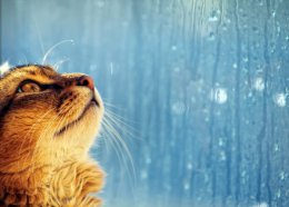 Погода в Украине на выходные, 19 и 20 июля