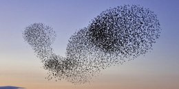Ученые объяснили загадку мурмурации птиц