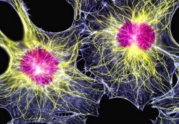 Технология 3D-печати помогла решить важную проблему стволовых клеток (ФОТО)