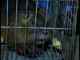 В Китае поймали огромную бамбуковую крысу (ВИДЕО)