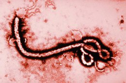 В Европе зарегистрирован первый случай заражения смертельным вирусом Эбола