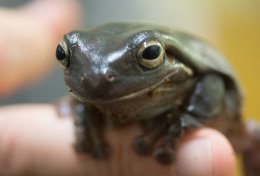 Медики нашли вещество, которое поможет в борьбе с диабетом