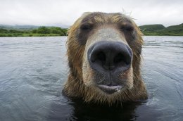 Как бурый медведь семгу ловит (ФОТО)