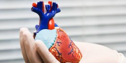 Американские ученые создали биологический кардиостимулятор