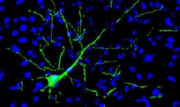 Ученые научились выращивать из кожи нервные клетки и встраивать их в мозг