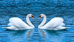 В Славянске на одном из озер выжила семья белых лебедей (ВИДЕО)