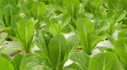 Ученые выяснили, каким образом можно взрастить во внеземных условиях салат-латук