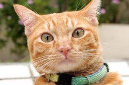 Кот помог инженеру по безопасности получить доступ к Wi-Fi