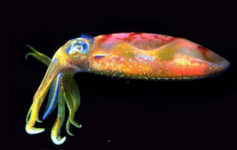 Ученые создали искусственный материал, который может менять цвет (ВИДЕО)